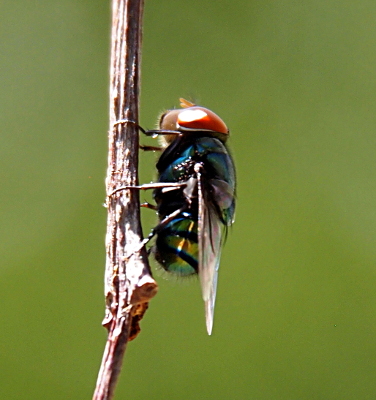 [The fly's six black legs are attached to the end of a thin branch on the left side. The fly has large red eyes and clear wings.  The body is an irridescent blue, purple, and green and has several thin black rings around it. The light and photographic detail are such that many small 'hairs' around the front and back ends of the body are visible.]